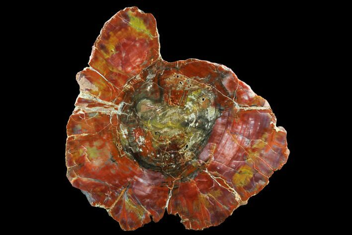 Rainbow Petrified Wood (Araucarioxylon) Round - Arizona #124245